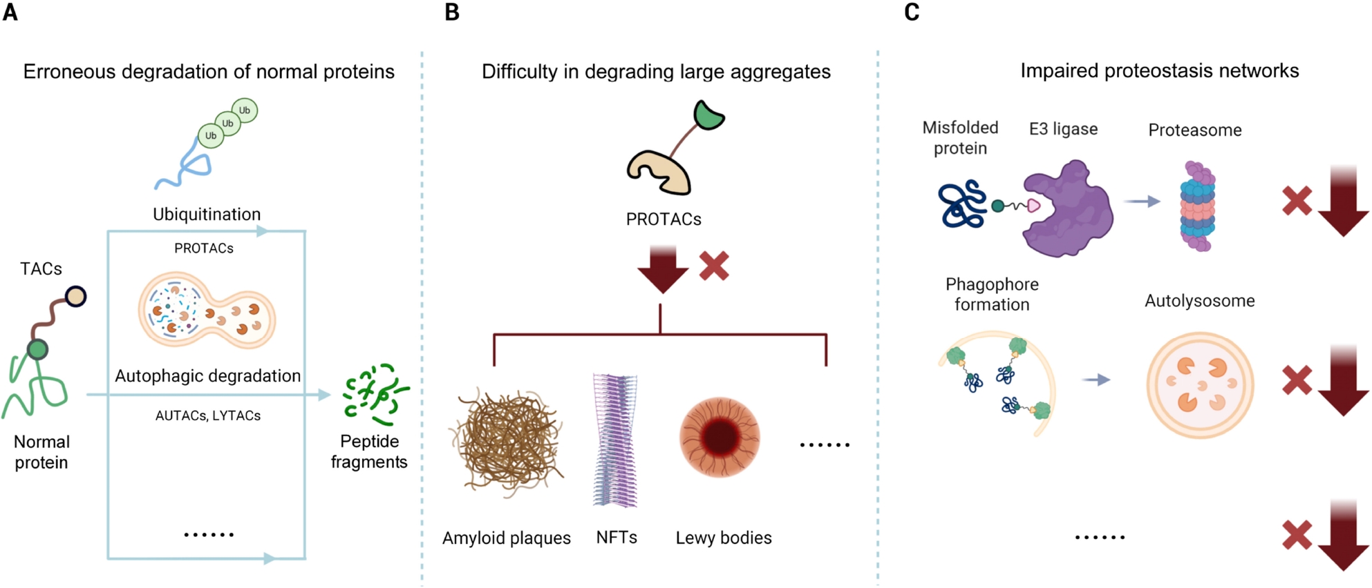 Figure 1 Key Challenges of Targeted Protein Degraders in Neurodegenerative Diseases. (A) Erroneous degradation of normal proteins. Some TACs, including PROTACs and related chimeric degraders, may lack disease specificity, potentially ubiquitinating or degrading normal proteins through autophagy or other pathways, which can lead to on-target toxicity. (B) Difficulty in degrading large aggregates. PROTACs that rely on the ubiquitin–proteasome system struggle to degrade large, insoluble protein aggregates, such as amyloid plaques, NFTs, and Lewy bodies. (C) Impaired proteostasis networks. Neurodegenerative disease cells often exhibit proteostasis dysregulation, with damaged UPS and autophagy-lysosome pathways that can weaken the efficacy of TACs such as PROTACs, AUTACs, LYTACs, and related modalities, necessitating strategies to bypass or restore proteostasis. TACs: termed targeting chimeras; PROTACs: prototypical proteolysis-targeting chimeras; NFTs: neurofibrillary tangles; UPS: ubiquitin-proteasome system; AUTACs: autophagy-targeting chimera; LYTACs: Lysosome-targeting chimera.