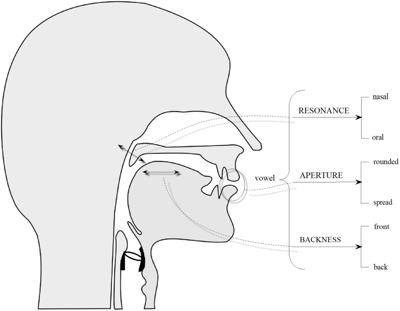 Figure 2: 
Three simultaneous vowel systems representing three sets of articulatory options (e.g. ‘nasal’ vs. ‘oral’) that can be explored by means of phonetic yoga.
