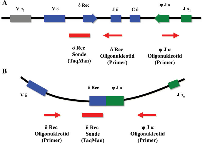 Abbildung 1 Schematisierte Darstellung der PCR-Strategie zum Nachweis des signal joint von TRECs unter Verwendung von Hydrolysesonden (TaqMan Assay).(A) Konstitution der Keimbahn-DNA vor Deletion des T-Zell-Rezeptor δ-Lokus. (B) Bildung episomaler zirkulärer DNA-Fragmente (hier TRECs) nach Rekombination des α-Lokus.