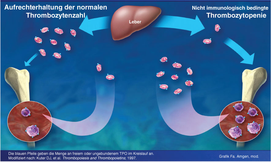 Abbildung 7 Die Konzentration von freiem Serum-Thrombopoetin steuert die Bildung von Thrombozyten.