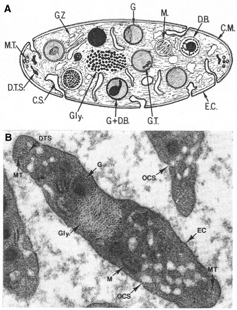 Abbildung 9 Die komplexe Binnenstruktur der Thrombozyten stört die RNA-Färbung.