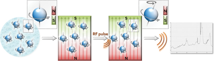 Figure 1 Simplified representation of the NMR methodology.The nuclear spins occurring in organic molecules behave in a way similar to small magnets. While their orientation is random in a solution, they always align in parallel to the external magnetic field. In total, they produce a macroscopic magnetization of the spins in the z-direction. After applying a radio frequency pulse, the spins precess as a result of selective excitation by means of a radio frequency pulse. The macroscopic magnetization becomes horizontal and rotates in the static field after switching off the pulse. The immediate environment of the nuclear spin (e.g., chemical bonds, electrostatic interactions, solvent matrix, etc.) determines its resonance frequency, which is reflected as a signal in the NMR spectrum. Specific molecules are therefore easily identifiable by their characteristic signal patterns.