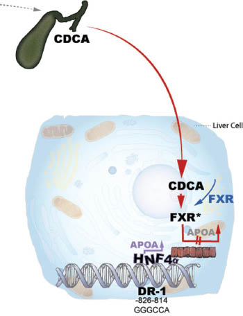 Abbildung 1: Inhibierung der Apo(a) Transkription durch Gallensäuren.Chenodesoxycholsäure (CDOA), der Agonist mit höchster Affinität zu FXR beim Menschen, bindet und aktiviert den Farnesoid-X-Rezeptor (FXR) und supprimiert die Bindung von HNF4α an das positive Transkriptionselement in der Promoterregion – 826 bis-814 relativ zum Transkriptions-Start. Mit freundlicher Genehmigung der Medizinischen Universität Graz.