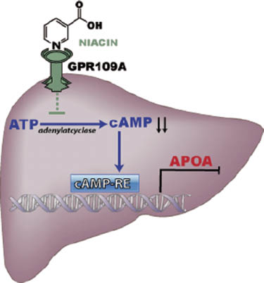 Abbildung 2: Vorgeschlagener Wirkmechanismus der Nikotinsäure auf die Apo(a) Biosynthese.Die Apo(a)-Biosynthese wird durch cAMP, welches an spezifische „response Elemente“ im Apo(a)-Promoter bindet, aktiviert. Nikotinsäure inhibiert die Adenylatcyklase und damit die cAMP-Konzentration in der Leber und reduziert die Apo(a)-Transkription. Mit freundlicher Genehmigung der Medizinischen Universität Graz.