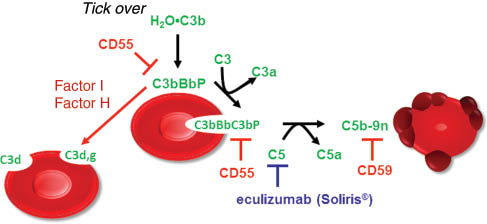 Figure 1: The mechanism of chronic hemolysis.C3 is activated by spontaneous hydrolysis. This process is called tick over. The tick over generates a C3 convertase, that cleaves C3 and generates thus a C5 convertase that activates C5. Activated C5 induces the membrane attack complex. In physiological states the establishment of the MAC is prevented by CD59 and CD55 prevents binding of activated C3. Factor I and factor H are soluble complement inhibitors that cleave C3b to C3d. C3d might protect erythrocytes from further complement attacks [68–70]. Eculizumab prevents cleavage of C5 but does not prevent binding of C3 fragments that might induce opsonization and thus extravascular hemolysis.