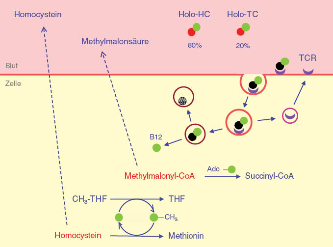 Abbildung 5: Das Vitamin B12 des peripheren Blutes ist zu etwa 80% an ein Glykoprotein aus der Gruppe der Transcobalamine, das Haptocorrin (früher Transcobalamin I) gebunden.Dieser Komplex wird als Holo-Haptocorrin (Holo-HC) bezeichnet und ist biologisch inaktiv. Seine Aufgabe besteht vermutlich im Rücktransport des überschüssigen Vitamin B12 zur Leber. Für die Versorgung der Zellen ist alleine das Holo-Transcobalamin II (Holo-TC) zuständig, das im peripheren Blut nur einen Anteil von etwa 20% aufweist. Holo-TC bindet an einen spezifischen Transcobalamin-II-Rezeptor (TCR) und wird zusammen mit diesem in einem Vesikel in die Zelle aufgenommen. Nach Aufspaltung dieser Verbindung wird der TCR recycled, Transcobalamin II lysosomal abgebaut und das Vitamin B12 der Zelle zur Verfügung gestellt. Bei einem intrazellulären Mangel an funktionsfähigem Vitamin B12 sind die Vitamin-B12-abhängigen Reaktionen beeinträchtigt. Aus diagnostischer Sicht ist der gestörte Abbau von Homocystein und Methylmalonyl-CoA von Bedeutung, weil man durch Bestimmung dieser Parameter im peripheren Blut die Funktionsfähigkeit des gesamten Vitamin-B12-Stoffwechsels überprüfen kann.