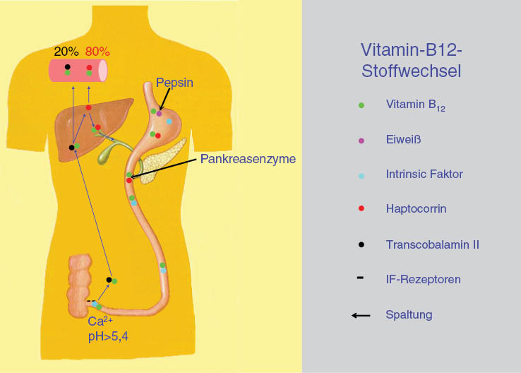 Abbildung 6: Schematische Darstellung des Vitamin-B12-Stoffwechsels.Das Vitamin B12 wird mit tierischen Nahrungsmitteln aufgenommen, bei funktionierender Verdauung im Magen freigelegt und an das Haptocorrin gebunden. Im Duodenum wird diese Verbindung durch Pankreasenzyme aufgespalten und das Vitamin B12 auf den Intrinsicfaktor umgeladen, unter dessen Schutz es das terminale Ileum erreicht. Hier erfolgt bei einem pH>5,4 und Anwesenheit von Ca2+ die Bindung an Intrinsicfaktor-Rezeptoren und die Resorption. Das resorbierte Vitamin B12 wird zunächst vom Transcobalamin II aufgenommen. Der Großteil des Vitamins wird jedoch in der Leber auf Haptocorrin umgeladen, mit dem es über die Galle in das Duodenum ausgeschieden wird und einen enterohepatischen Kreislauf begründet. Diesem enterohepatischen Kreislauf ist es zu verdanken, dass der Organismus in der Lage ist, eine komplett fehlende Vitamin-B12-Zufuhr über 3–6 Jahre aus dem geringen physiologischen Speicher von 2–5 mg zu kompensieren.