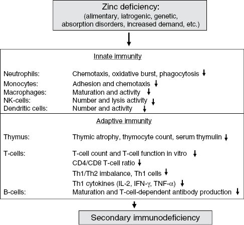Figure 1: Relationship between zinc deficiency, the dysfunction of the immune system and associated secondary immunodeficiency.