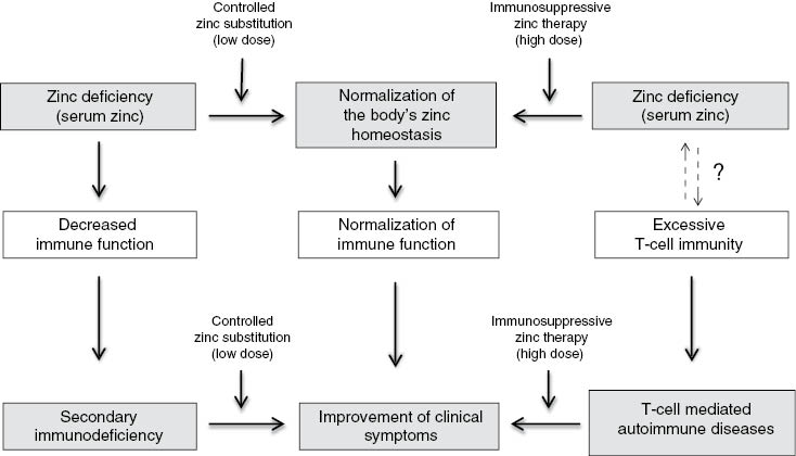 Figure 2: Representation of the relationship between zinc deficiency and secondary immunodeficiency with controlled zinc supplementation as well as in the case of a T-cell-mediated autoimmune disease with existing zinc deficiency and controlled immunosuppressive zinc therapy.
