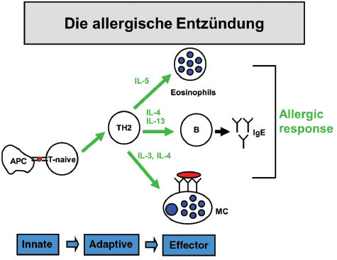 Abbildung 1: Regulation der allergischen Entzündungsantwort und Effektorantwort über die Bildung von TH2-T-Zellen, die ihrerseits die Eosinophilie, Mastzellaktivierung und IgE-Produktion im Rahmen der Entzündungsreaktion steuern.