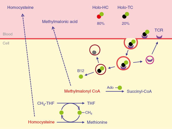 Figure 5: About 80% of vitamin B12 in peripheral blood is bound to a glycoprotein from the group of transcobalamins, haptocorrin (formerly transcobalamin I).This complex is referred to as holo-haptocorrin (Holo-HC) and is biologically inactive. Its task presumably consists of returning excess vitamin B12 to the liver. The supply for the cells is the sole responsibility of holo-transcobalamin II (Holo-TC), which carries only around 20% of vitamin B12 in peripheral blood. Holo-TC binds to a specific transcobalamin II receptor (TCR). This is then absorbed into the cell as part of a vesicle. After this bond is broken down, the TCR is recycled, the transcobalamin II is broken down lysosomally, and vitamin B12 is supplied to the cell. The vitamin-B12-dependent reactions are impaired in the case of an intracellular lack of functional vitamin B12. From the diagnostic point of view, the impaired breakdown of homocysteine and methylmalonyl-CoA is significant, because one can analyze these parameters in peripheral blood to check the functionality of the entire vitamin B12 metabolism.