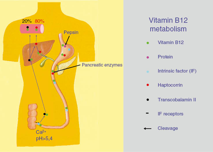 Figure 6: Scheme of the vitamin B12 metabolism.The dietary supply of vitamin B12 is through animal source foods, broken down in the stomach (if digestion works properly) and bound to haptocorrin. In the duodenum, this compound is cleaved by pancreatic enzymes and vitamin B12 is transferred to the intrinsic factor, under the protection of which it reaches the terminal ileum. Here, at a pH >5.4 and in the presence of Ca2+, it binds to intrinsic factor receptors and is absorbed. The absorbed vitamin B12 is first taken up by transcobalamin II. Most of the vitamin, however, is transferred in the liver to haptocorrin and secreted via the bile into the duodenum, creating an enterohepatic circulation. Thanks to the enterohepatic circulation, the human organism is able to compensate a complete lack of vitamin B12 intake for 3–6 years, although the physiological body stores of vitamin B12 are only 2–5 mg.