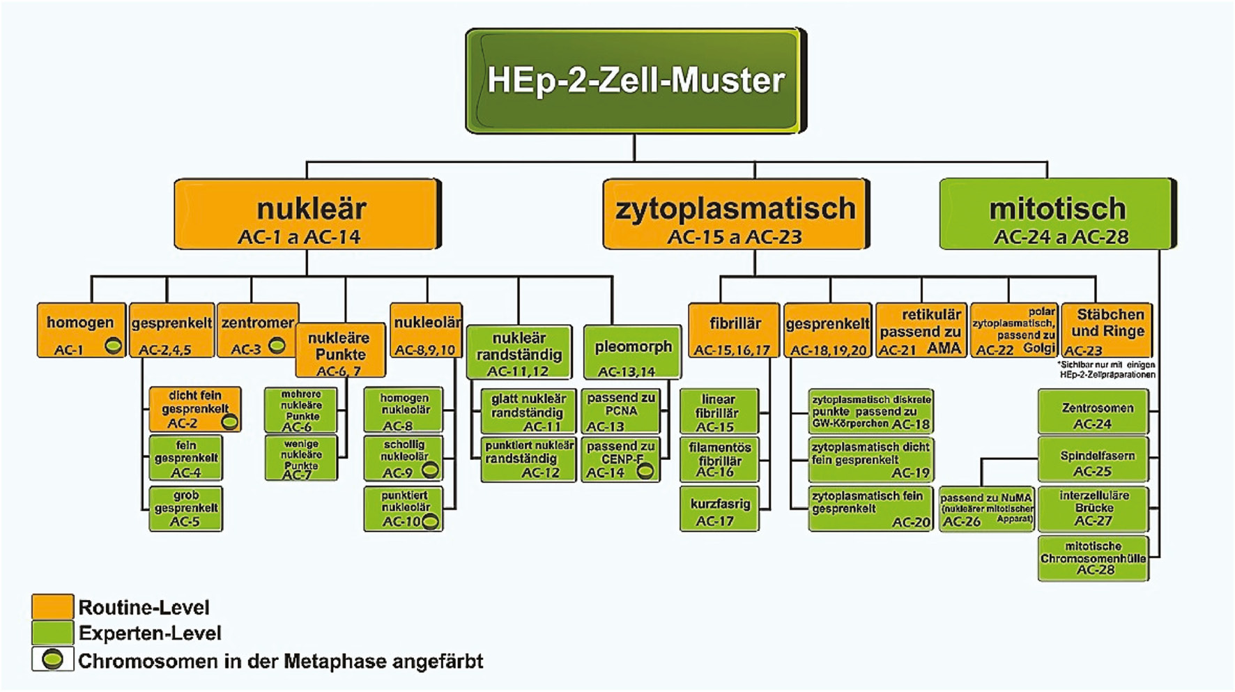 Abbildung 1: Nomenklatur und Klassifikationsschema für nukleäre, nukleoläre, zytoplasmatische und mitotische iIF-Muster auf HEp-2-Zellen.Orange hinterlegte Muster sollten von jedem Labor erkannt werden, das Autoantikörpersuche mit iIF auf HEp-2-Zellen durchführt. Grün hinterlegte Felder kennzeichnen Muster, die von erfahrenen Befundern erkannt werden können.