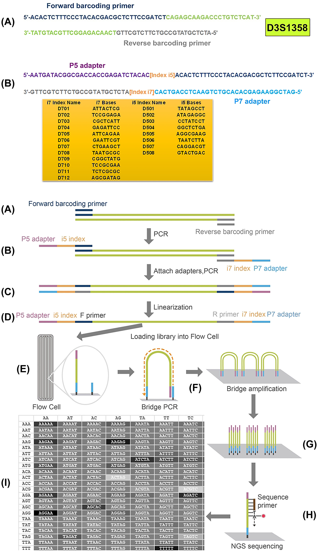 Figure 1:
Schematic representation of library preparation and NGS sequencing.
Data for D3S1358 is shown as a representative (A) amplification of the target sequence with barcoding primers; (B) second PCR amplification by adding specialised adapters and indexes to both ends; (C) purification of the amplicon and pooling multiple libraries together; (D) linearisation of DNA libraries; (E) loading DNA libraries onto the flow cell; (F) performing bridge PCR amplification; (G) cluster generation; (H) paired-end sequencing; (I) base calling, alignment, and data analysis.