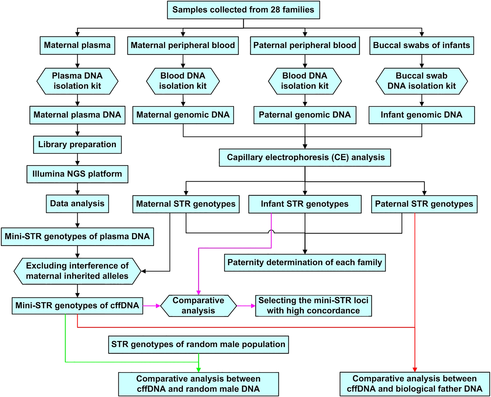 Figure 2:
Flow chart for experimental procedures and data analysis.
