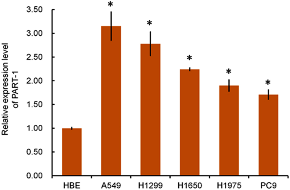Figure 1: 
The expression of PART-1 in the HBE cell line and NSCLC cell lines, including A549, H1229, H1650, H1975, and PC9, as assayed by quantitative RT‒PCR. The expression level of the PART-1 gene increased significantly in NSCLC cell lines. *Indicates p<0.05.
