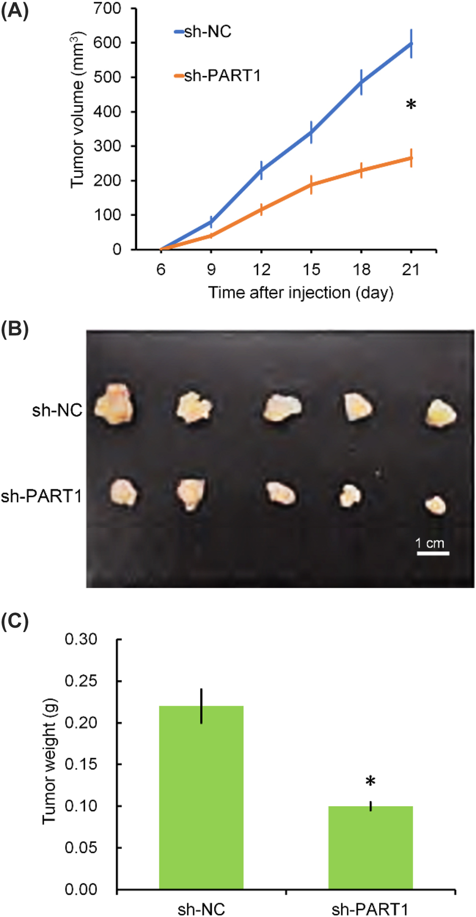 Figure 3: 
Downregulation of PART-1 reduced NSCLC tumour growth in vivo. Sh-PART1 and sh-NC cells were subcutaneously inoculated into nude mice (n=5 per group) at 1 × 107 per mouse. (A) Tumour volume from 6 to 21 days after inoculation. (B, C) Tumours excised from mice at 21 days after inoculation and average tumour weight. *p<0.05 sh-PART1 group vs. sh-NC group.
