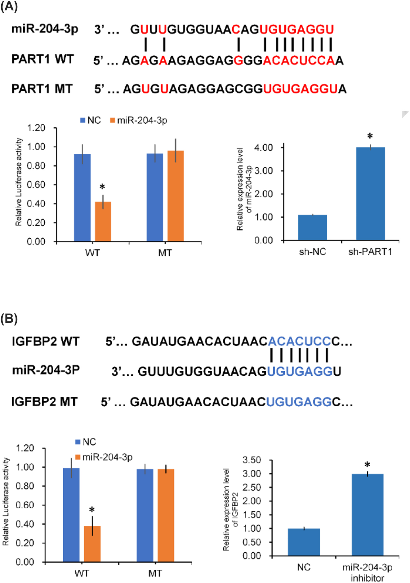 Figure 4: 
PART-1 targeted miR-204-3p and miR-204-3p targeted IGFBP-2. (A) The potential binding site between PART-1 and miR-204-3p; dual-luciferase reporter assays confirmed the interaction between PART-1 and miR-204-3p. The relative expression level of miR-204-3p in sh-PART1 cells compared with that in sh-NC cells. (B) The potential binding site between miR-204-3p and IGFBP-2 and dual-luciferase reporter assays indicated the interaction between miR-204-3p and IGFBP-2. The relative expression level of IGFBP-2 in miR-204-3p-inhibited cells compared with that in negative control cells. *Indicates p<0.05.
