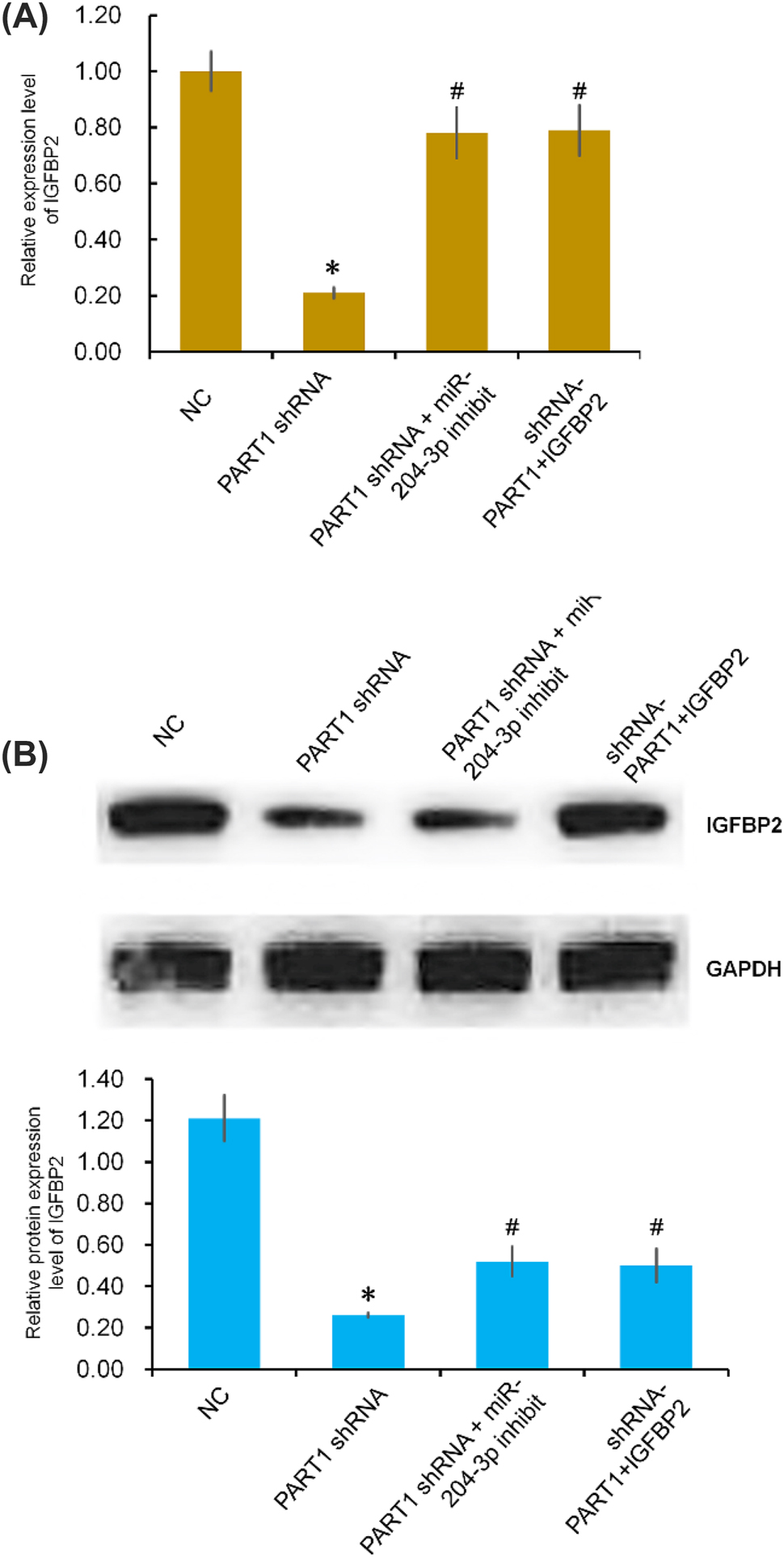 Figure 5: 
Effect of PART-1 and miR-204-3p on the expression of IGFBP-2 in the NC, PART1-shRNA, PART1-shRNA + miR204-3p inhibitor, and PART1-shRNA + IGFBP2 groups. (A) The relative expression level of IGFBP-2 mRNA was evaluated by quantitative RT‒PCR. (B) The protein expression level of IGFBP-2 was evaluated by western blot. GAPDH was used as an internal control; *p<0.05, PART1-shRNA group compared with NC group; #p<0.05 compared with PART1-shRNA group.
