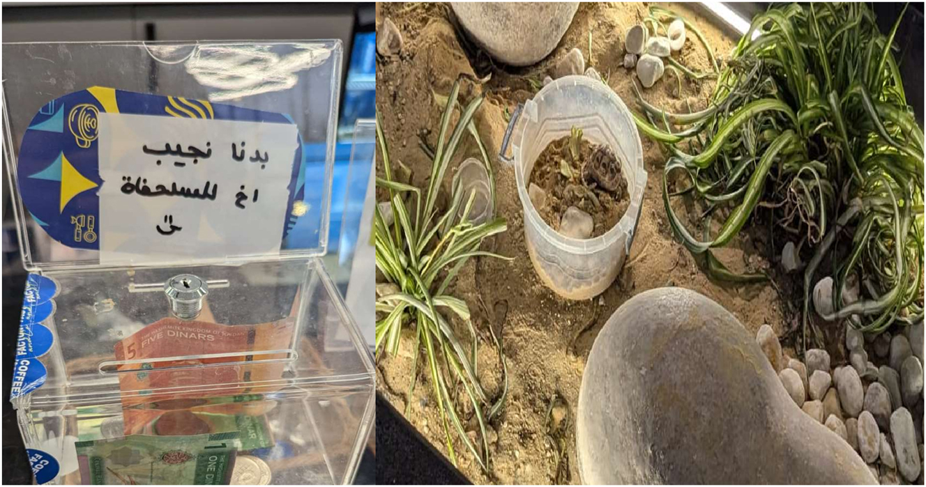 Figure 2: 
A message on a tip box written in Arabic (بدنا نجيب أخ للسلحفاه) “We are planning to buy a brother for the tortoise”.
