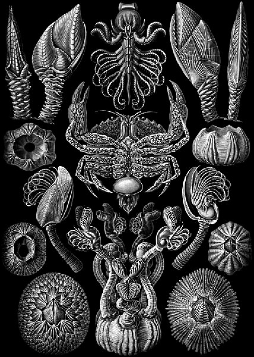 Figure 1: Barnacle diversity, as drawn by one of Darwin’s enthusiastic followers, Ernst Haeckel (Haeckel 1904). The animal with jointed legs in the middle is not a barnacle, it’s a crab, but it has a parasitic barnacle Sacculina growing out of its bottom.