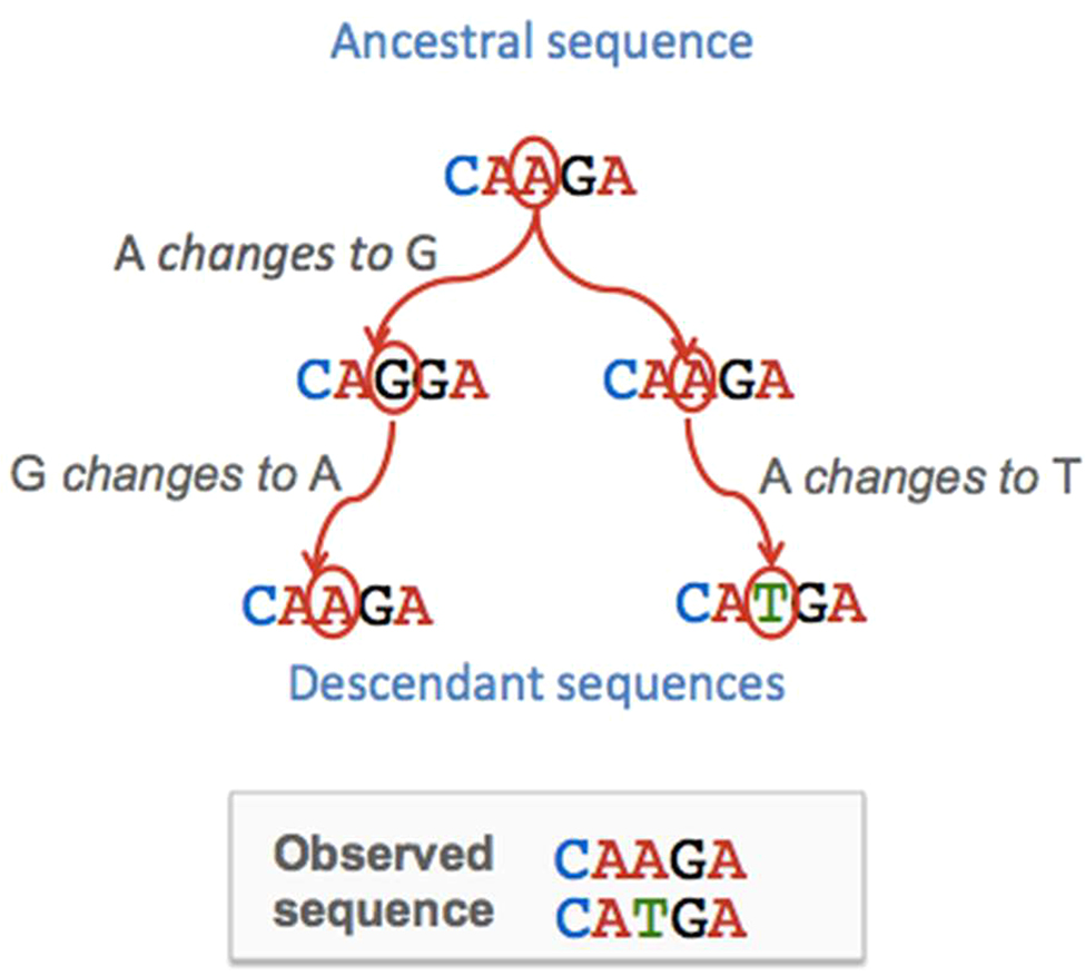 Figure 7: The problem of multiple hits in DNA sequences. If a position in a DNA sequence changes base more than once then it erases past historical signal. An alignment of DNA sequences (e.g. Figure 8) shows only the contemporary sequence and cannot directly reveal past changes, which must be inferred from a statistical model of DNA base substitutions. In this case, the alignment (observed sequences) shows only one difference although there have been three base substitutions since these sequences last shared a common ancestor. If you are interested in learning more about how the comparison of DNA sequences is used to reconstruct evolutionary past and processes, you can find an introduction to the data, methods and evolutionary inference in Bromham (2016).