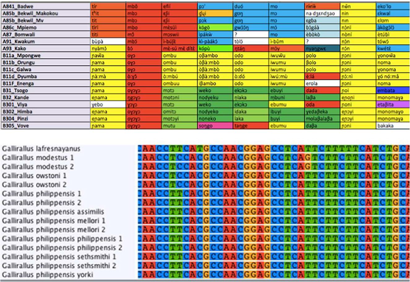 Figure 8: Raw data for phylogenetics may look superficially similar, whether from language data (here represented by a table of cognates for Bantu languages: Grollemund et al. 2015) or DNA phylogenetics (here represented by mitochondrial sequences for rails: Kirchman 2009). But a key difference in the way changes accumulate means that these data must be treated somewhat differently. Perhaps the appropriate analogy for a cognate set of a lexical category is not a position in a DNA alignment, but a whole gene. However, while cognate classes are recognized as discrete categories (like DNA bases), genes show continuous variation (varying at some percentage of positions in the alignment).