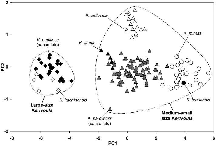 Figure 2 First and second principal components of the PCA computed on nine external measurements. Black diamonds: K. papillosa (sensu lato), open diamonds: K. kachinensis, black triangles: K. titania, grey triangles: K. hardwickii (sensu lato), open triangles: K. pellucida, black circle: K. krauensis and open circles: K. minuta.