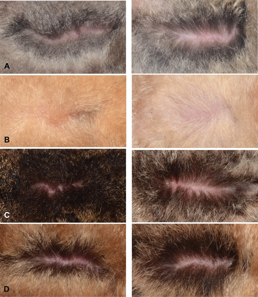 Figure 3 Dorsal (left) and ventral (right) pelage of four species of Kerivoula. (A) K. hardwickii C, PSUZC-MM2013.22, ♂, Phu Pha Phet Ranger Station, Khao Bantad Wildlife Sanctuary, Satun Province; (B) K. pellucida, PSUZC-MM2013.24, ♂, Phu Pha Phet Ranger Station, Khao Bantad Wildlife Sanctuary, Satun Province; (C) K. krauensis, PSUZC-MM2013.25, ♂, Hala-Bala Wildlife Research Station, Narathiwat Province; (D) K. minuta, BD130825.3, ♂, Phu Pha Phet Ranger Station, Khao Bantad Wildlife Sanctuary, Satun Province. No scale.