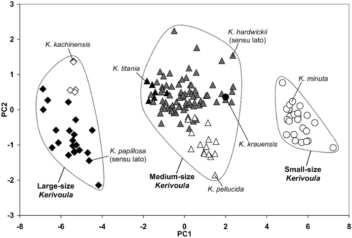 Figure 4 First and second principal components of the PCA computed on 12 cranial and dental measurements. Black diamonds: K. papillosa (sensu lato), open diamonds: K. kachinensis, black triangles: K. titania, grey triangles: K. hardwickii (sensu lato), open triangles: K. pellucida, black circle: K. krauensis and open circles: K. minuta.