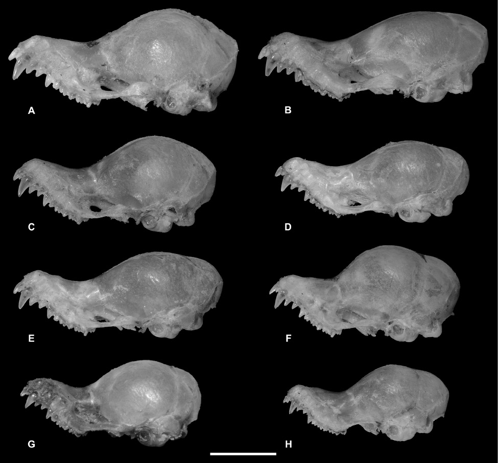 Figure 5 Skull of seven species of Kerivoula. (A) K. papillosa (K. papillosa C), PSUZC-MM2011.2, ♂, Khao Chong Wildlife Education Centre, Khao Bantad Wildlife Sanctuary, Trang Province; (B) K. kachinensis, PSUZC-MM2007.243, ♂, Phou Suan Sai National Park, Loei Province; (C) K. hardwickii (“domed-skull” type; K. hardwickii C), PSUZC-MM2012.160, ♂, Phu Pha Phet Ranger Station, Khao Bantad Wildlife Sanctuary, Satun Province; (D) K. hardwickii (“flat-skulled” type; K. hardwickii A), PSUZC-MM2011.19, ♀, Chiang Dao Wildlife Research Station, Chiang Mai Province; (E) – K. titania, PSUZC-MM2011.18, ♂, Khun Mae Ngai Guard Station, Chiang Dao Wildlife Sanctuary, Chiang Mai Province; (F) K. pellucida, PSUZC-MM2011.12, ♀, Hala-Bala Wildlife Research Station, Narathiwat Province; (G) K. krauensis, PSUZC-MM2013.25, ♂, Hala-Bala Wildlife Research Station, Narathiwat Province; and (H) K. minuta, PSUZC-MM2011.5, ♀, Hala-Bala Wildlife Research Station, Narathiwat Province. Scale: 5 mm.