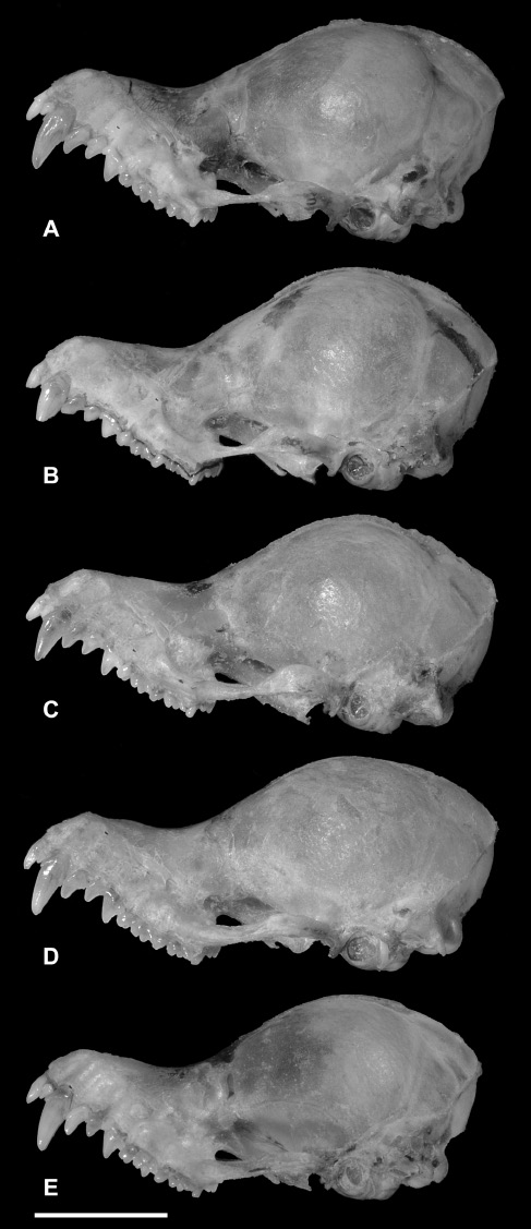 Figure 6 Variation in skull morphology of K. papillosa. (A) K. papillosa A, HBWRS2010.3, ♂, Khao Nam Khang National Park, Songkhla Province; (B) K. papillosa C, PSUZC-MM2011.10, ♀, Hala-Bala Wildlife Research Station, Narathiwat Province; (C) K. papillosa C, PSUZC-MM2011.2, ♂, Khao Chong Wildlife Education Centre, Khao Bantad Wildlife Sanctuary, Trang Province; (D) K. papillosa B, PSUZC-MM2008.57, ♂, Pha Chi Wildlife Sanctuary, Ratchaburi Province; and (E) K. papillosa B, PSUZC-MM2011.53, ♀, South Klom Luang Chumporn Wildlife Sanctuary, Ranong Province. Scale: 5 mm.