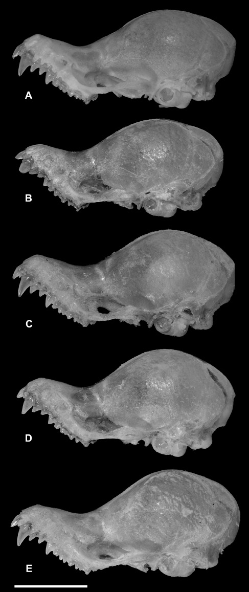 Figure 7 Variation in morphology of the “domed-skull” type of K. hardwickii (K. hardwickii C). (A) PSUZC-MM2005. 204, ♀, Ton Nga Chang Wildlife Sanctuary, Songkhla Province; (B) PSUZC-MM2012.161, ♂, Khao Pra-Bang Kram Wildlife Sanctuary, Krabi Province; (C) PSUZC-MM2012.160, ♂, Phu Pha Phet Ranger Station, Khao Bantad Wildlife Sanctuary, Satun Province; (D) PSUZC-MM2012.162, ♂, Khao Pra-Bang Kram Wildlife Sanctuary, Krabi Province; and (E) PSUZC-MM2008.131, ♀, Tarutao Island, Tarutao National Park, Satun Province. Scale: 5 mm.