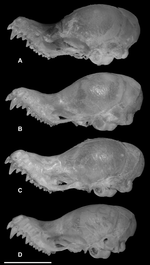 Figure 8 Variation in the morphology of the “flat-skull” type of K. hardwickii (K. hardwickii A and K. hardwickii B). (A) K. hardwickii A, PSUZC-MM2012.166, ♂, Khao Luang National Park, Nakhon Si Thammarat Province; (B) K. hardwickii B, PSUZC-MM2011.17, ♂, Khun Mae Ngai Suard Station, Chiang Dao Wildlife Sanctuary, Chiang Mai Province; (C) K. hardwickii A, PSUZC-MM2011.52, ♂, Pa La-U Ranger Station, Kaeng Krachan National Park, Prachuap Khiri Khan Province; (D) K. hardwickii B, PSUZC-MM2005.201, ♂, Hauy Nam Chan, Phu Laung Wildlife Sanctuary, Loei Province. Scale: 5 mm.