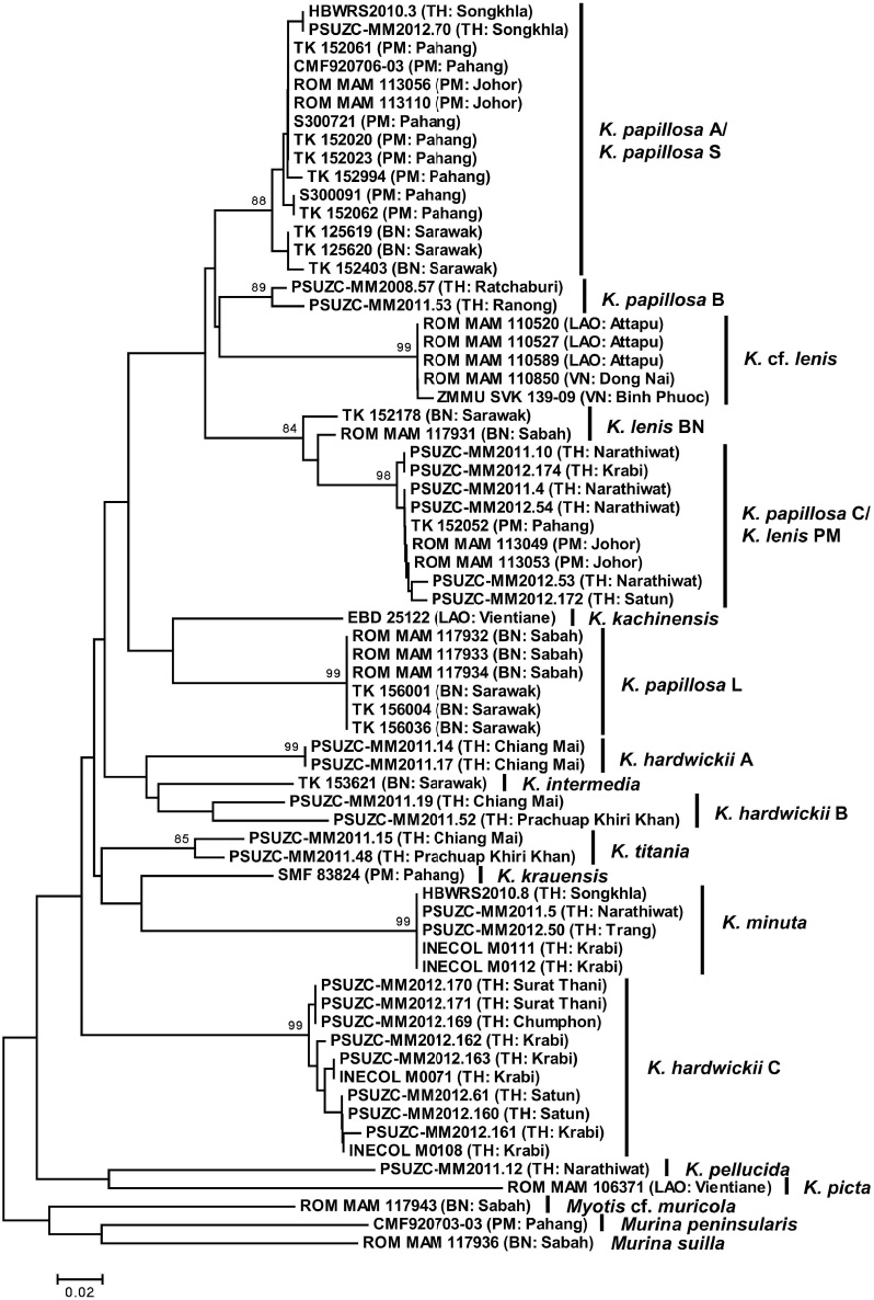 Figure 9 Phylogeny based on cytochrome c oxidase subunit I (COI) of 28 sequences of five species of Kerivoula from Thailand together with 37 sequences of 10 species from the South-east Asia in GenBank. Origin of the clade names are explained in the text: K. papillosa S and L after Anwarali et al. (2010), K. cf. lenis after Francis et al. (2010), K. lenis BN and PM refer to Borneo and Malaysia, respectively.