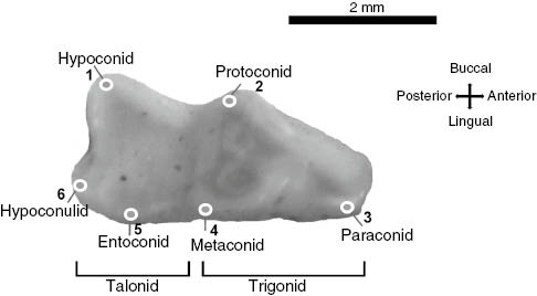 Figure 1: Position of the six landmarks on the occlusal view of the first lower molar (m1) in a specimen of Metachirus nudicaudatus, and tooth nomenclature used in the study.