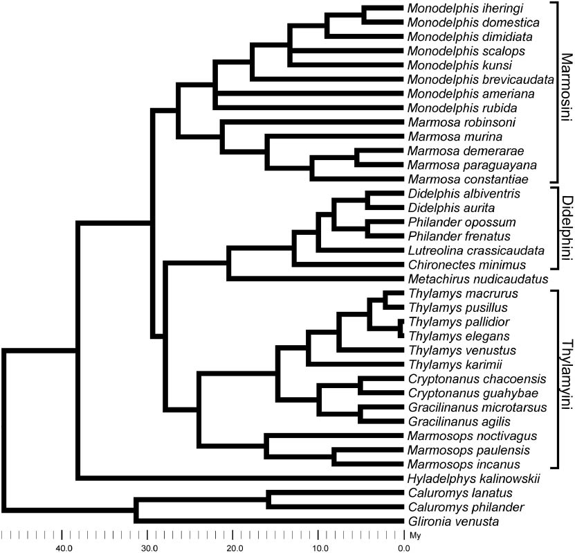 Figure 2: Phylogenetic hypothesis of species used (Didelphidae) constructed from articles by Voss and Jansa (2009) and secondarily Cardillo et al. (2004), in addition to Pine et al. (2013) for Monodelphis.Main tribes are according to Voss and Jansa (2009). Time is in millions of years (My).
