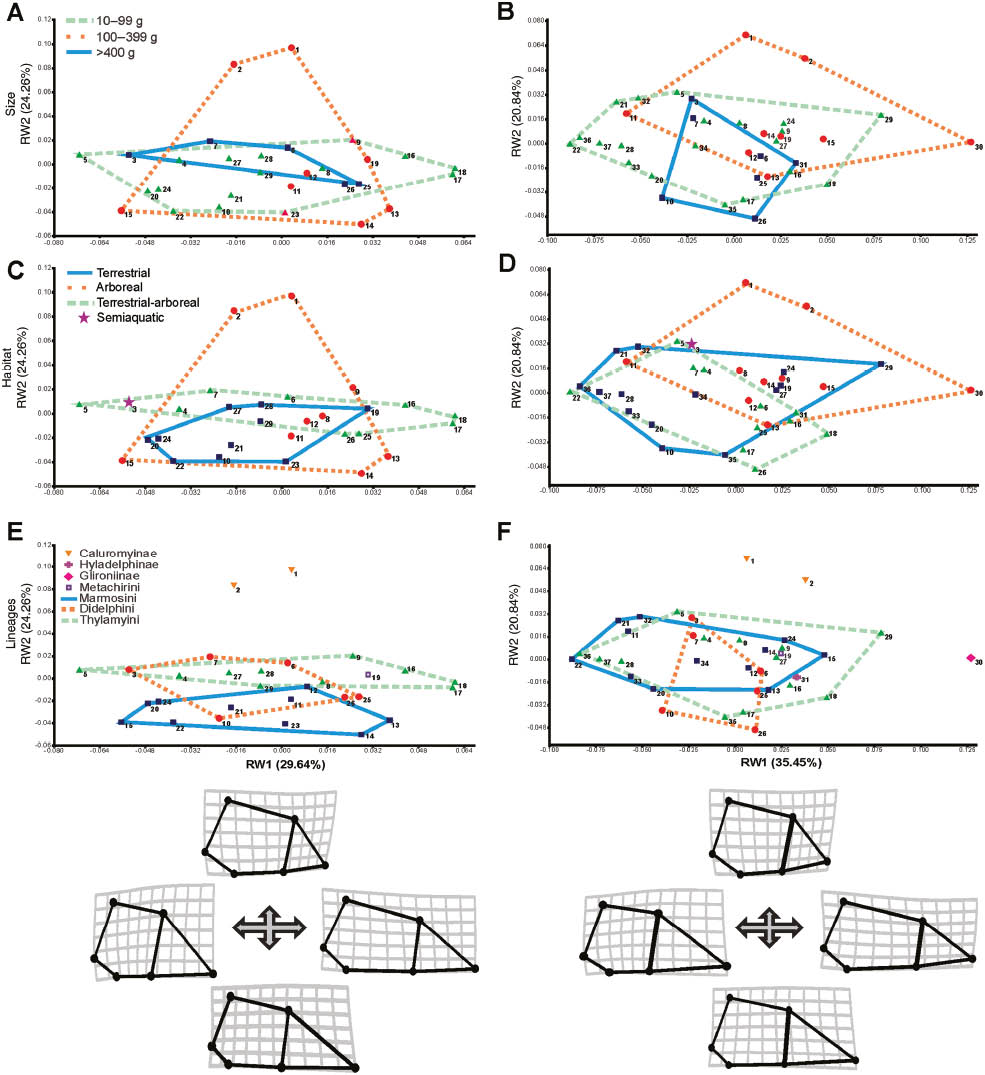 Figure 3: Scatter plot of relative warp (RW1 and RW2). Transformation grids visualize shape deformations relative to the mean at the positive and negative extremes of RW axes.(A) body size of females; (B) body size of males; (C) habitat of females; (D) habitat of males; (E) lineages of females; (F) lineages of males. Body sizes classified according to Paglia et al. (2012) and subfamilies/tribes according to Voss and Jansa (2009). Subtitles: see in Supplementary Appendix 1.