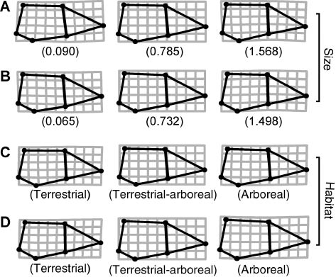 Figure 4: Shape deformations related to the first molar (m1).Deformation grids of the predicted shape of m1 for females (A) from the minimum (left, 0.090), medium (center, 0.785), and maximum (right, 1.568); males (B) from the minimum (left, 0.065), medium (center, 0.732), and maximum (right, 1.498) values of natural log-transformed centroid size (body size). Deformation grids related to habitat for females (C) and males (D) from the most terrestrial/semiaquatic (left) to the most arboreal (right).