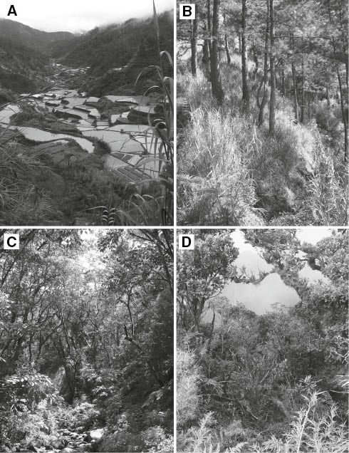 Figure 2: Habitats represented along the Mt. Amuyao survey gradient. (A) Rice terraces near Barlig, ca. 1550 m elevation, illustrating the disturbed agricultural and early second growth habitats at localities 1–3. (B) Secondary pine (Pinus keysia) forest and understory grasses at locality 6, ca. 1760 m elevation. (C) Lower montane forest near locality 4, ca. 1650 m elevation. (D) Mossy forest near locality 14, ca. 2550 m elevation.