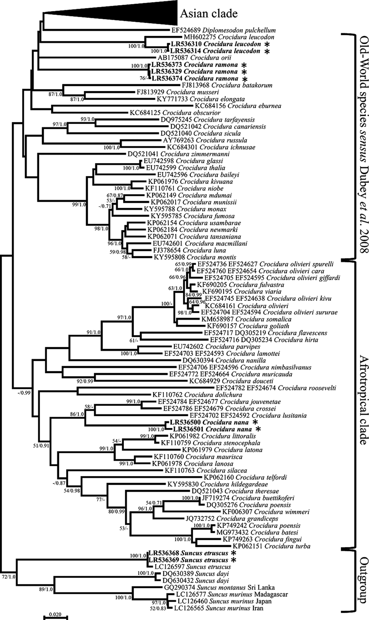Figure 2: Maximum likelihood tree of Crocidura cytb sequences with emphasis on the Asian and Old World species. Phylogenetic relationships inferred from a matrix of 1,128 nucleotide positions for 131 individuals. Maximum likelihood bootstrap supports above 50% and Bayesian posterior probabilities above 0.70 are indicated near the corresponding node separated with a slash. Sequences obtained in this work are indicated in bold. Authors of sequence data in Supplementary Table S3.
