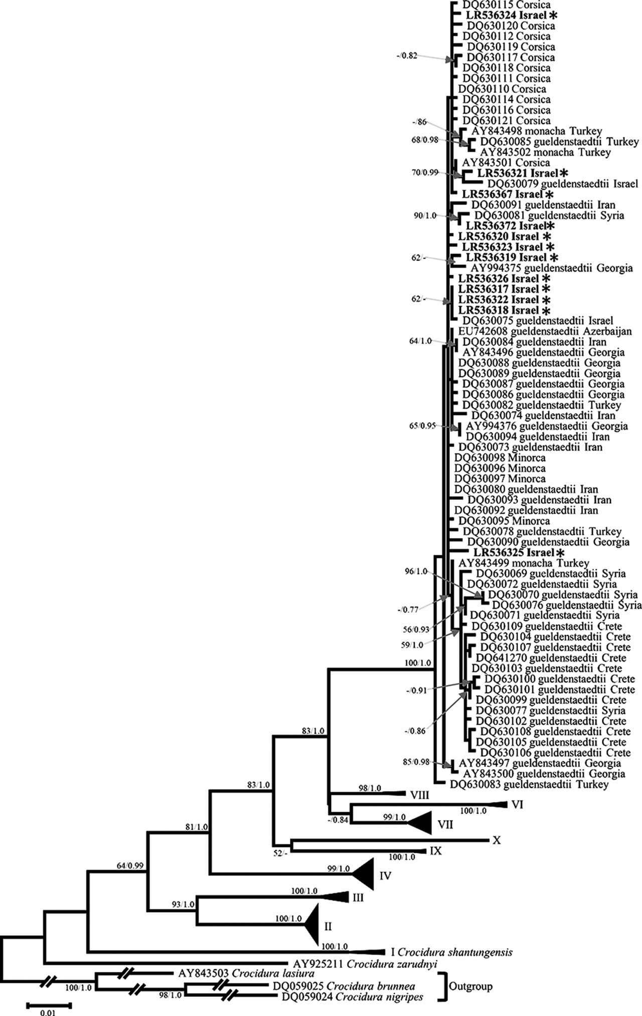 Figure 4: Maximum likelihood tree of Crocidura suaveolens complex cytb sequences. Phylogenetic relationships inferred from a matrix of 996 nucleotide positions for 215 individuals. Maximum likelihood bootstrap supports above 50% and Bayesian posterior probabilities above 0.70 are indicated near the corresponding node separated with a slash. Sequences obtained in this work are indicated in bold. Authors of sequence data in Supplementary Table S5.