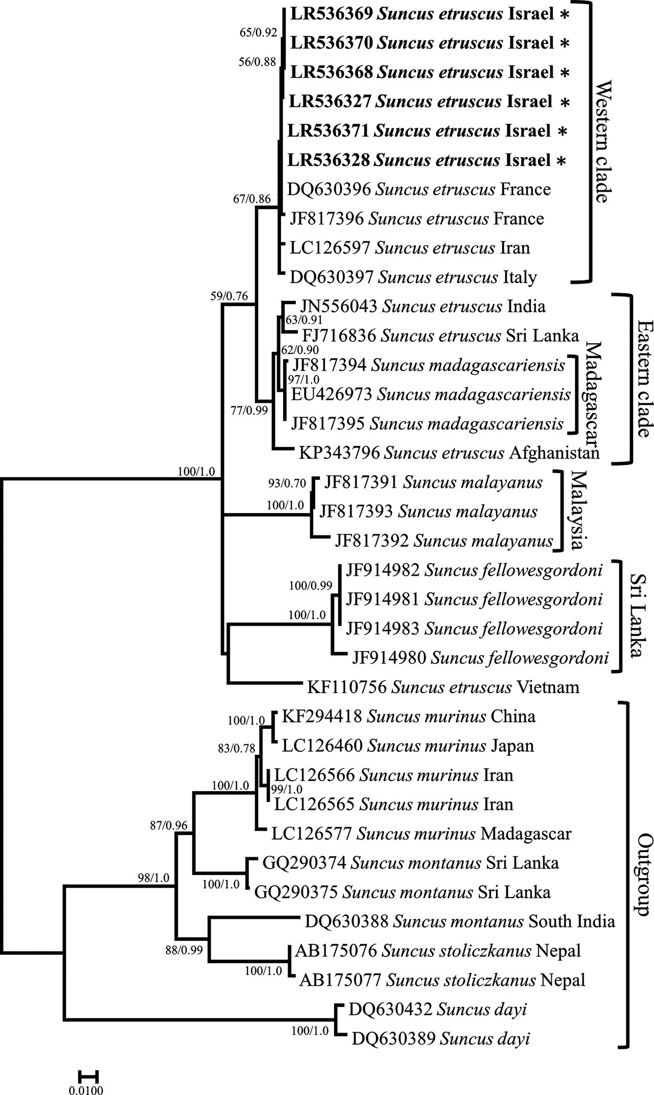 Figure 5: Maximum likelihood tree of Suncus cytb sequences. Phylogenetic relationships inferred from a matrix of 1,140 nucleotide positions for 36 individuals. Maximum likelihood bootstrap supports above 50% and Bayesian posterior probabilities above 0.70 are indicated near the corresponding node separated with a slash. Sequences obtained in this work are indicated in bold. Authors of sequence data in Supplementary Table S6.