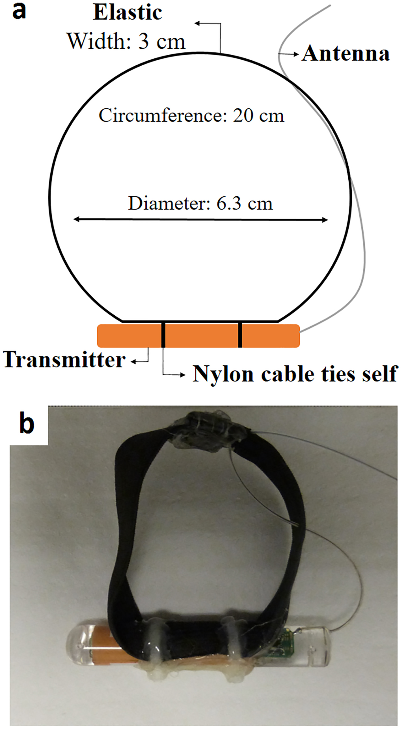 Figure 1: Expandable collar model devised for the monitoring of young terrestrial mammals. (a) Collar schematics showing the materials used and their exact measures. The diameter and circumference were determined based on measurements taken from the neck of young specimens of the crab-eating fox (Cerdocyon thous). (b) Picture of the collar, taken after its completion. In the zoomed part, it is possible to observe the patches of hot glue used to cover the sewn parts and the attachement clip.