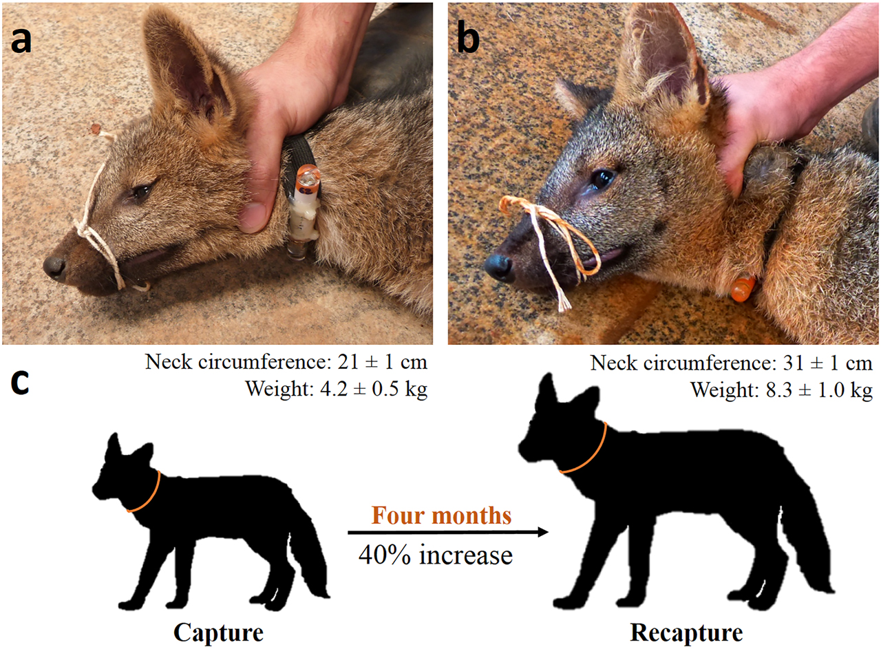 Figure 2: Summary of the results obtained with the collar proposed here and its subsequent test in youngs of crab-eating fox. (a) Young animal during the first capture and placement of the collar. (b) The same animal during the recapture (four months later), when it had reached the size of an adult. (c) Growth of the monitored animals, showing the percentage increase.