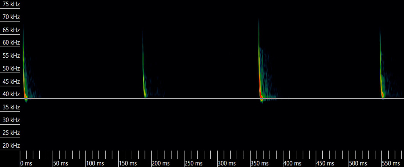 Figure 1: Sonogram of Pipistrellus nathusii calls recorded at Härmälä cleft (Finland) on February 15, 2019.