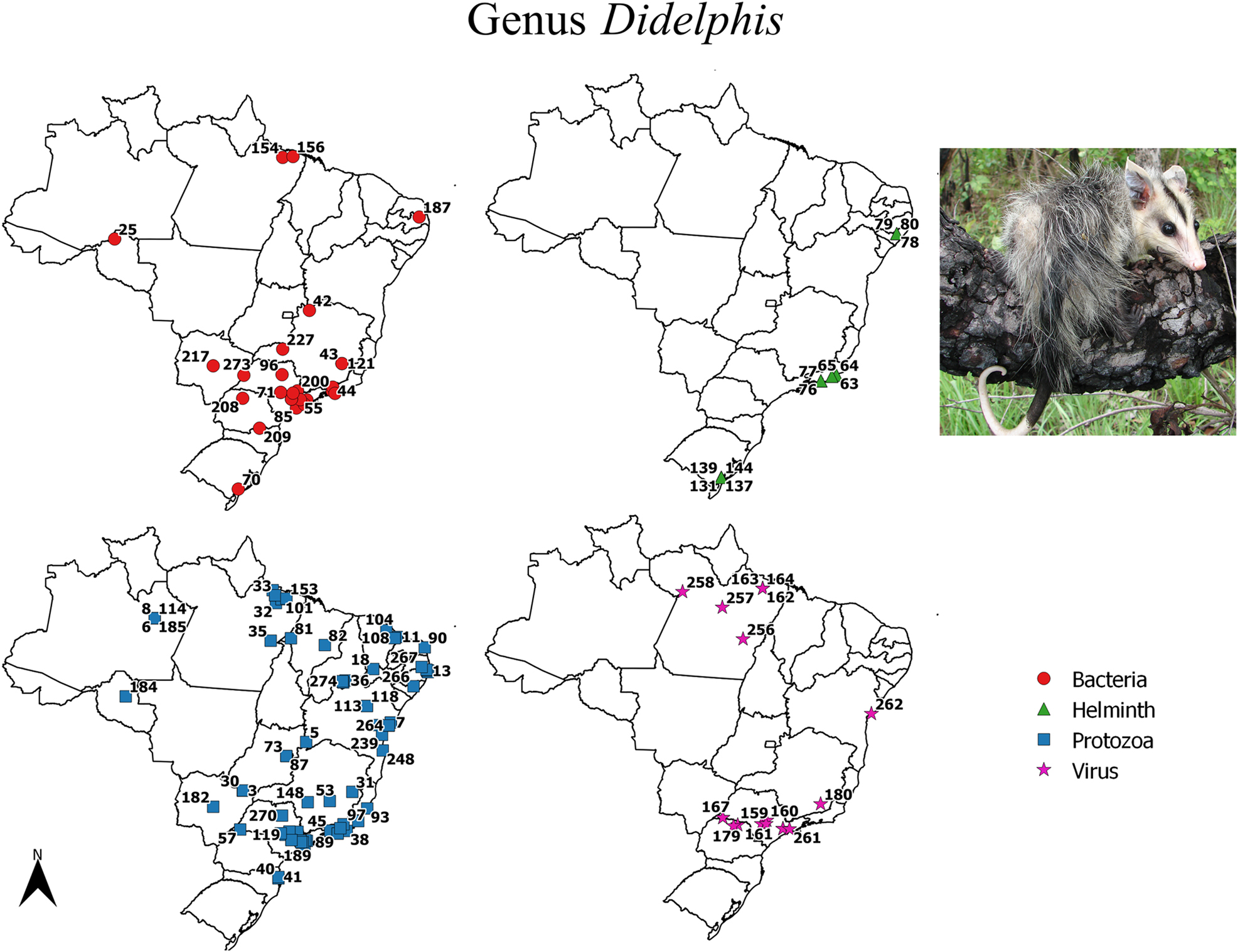 Figure 1: 
Maps with positive locations for pathogenic agents found in species of the genus Didelphis. The referenced points are listed in the complementary data. Photo credit: Alexandra M.R. Bezerra.
