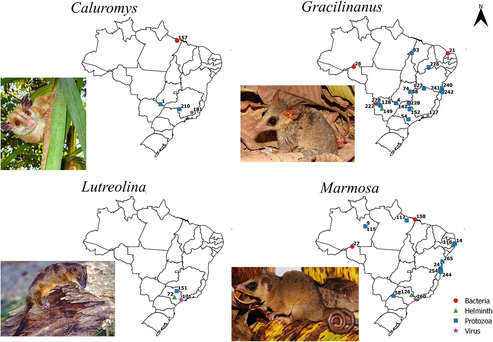 Figure 2: 
Maps with positive locations for pathogenic agents found in species of the genera Caluromys, Gracilinanus, Lutreolina, and Marmosa, respectively. The referenced points are listed in the complementary data. Photo credits: Caluromys lanatus by André F. Mendonça, Gracilinanus agilis and Marmosa (Micoureus) constantiae by Alexandra M. R. Bezerra, and Lutreolina crassicaudata by Flávio H. G. Rodrigues.

