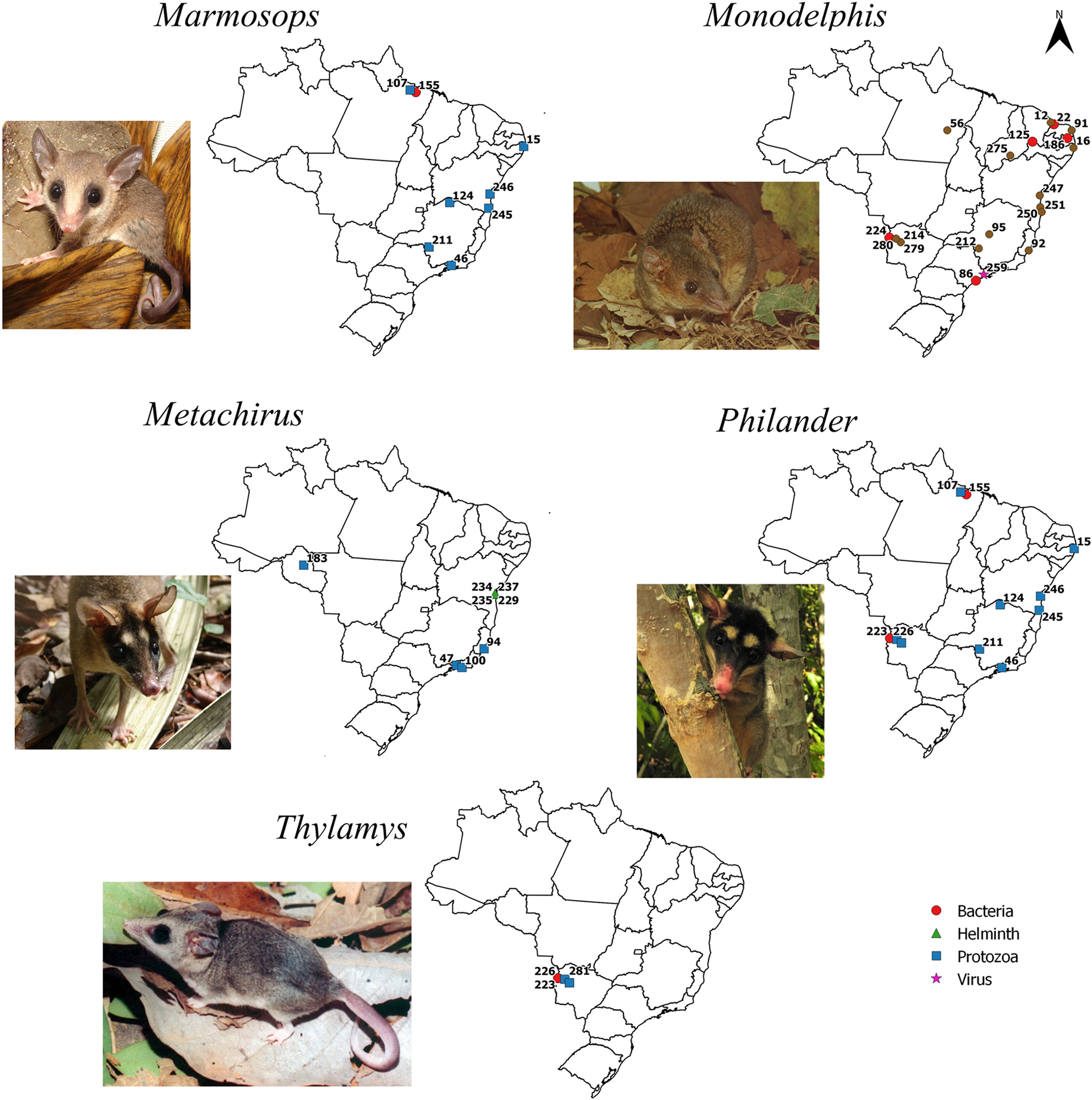Figure 3: 
Maps with positive locations for pathogenic agents found in species of the genera Marmosops, Metachirus, Monodelphis, Philander, and Thylamys, respectively. The referenced points are listed in the complementary data. Photo credits: Marmosops ocellatus, Monodelphis domestica, Thylamys karimii by Alexandra M. R. Bezerra, and Metachirus nudicaudatus and Philander opossum by Paola da Mata.
