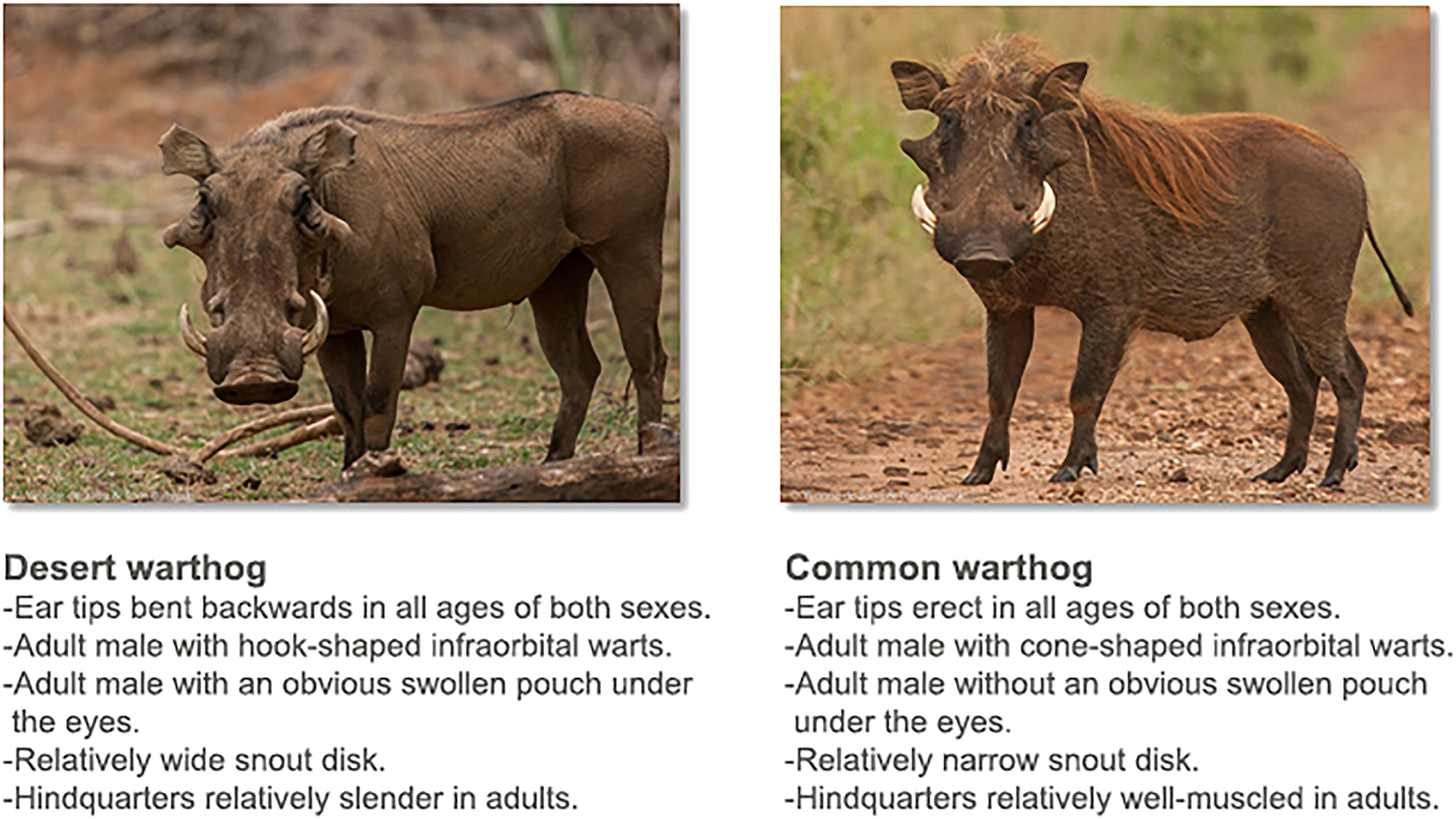 Figure 1:
Main traits for distinguishing desert warthog Phacochoerus aethiopicus from common warthog Phacochoerus africanus in the field. Photographs by ©Yvonne de Jong and Tom Butynski.